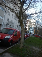 Obnova stromovej vegetácie na Polárnej ulici