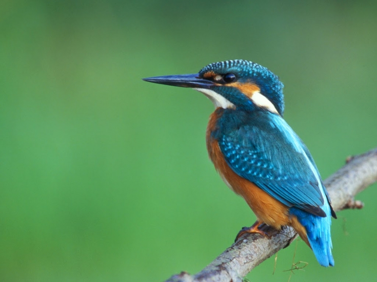Projekt LIFE BeeSandFish - dotazníkový prieskum