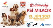 Hľadá sa psí miláčik z Ružinova